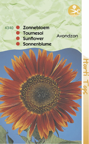 Helianthtus Zonnebloem avondzon enkel bl. bruin - rood 0.99 - Klik op de afbeelding om het venster te sluiten